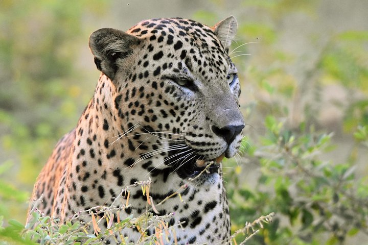 Leopard at YALA